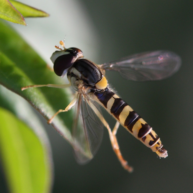 Syrphidae: Sphaerophoria sp. (female) (2)