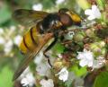 Volucella inanis (male) (3)