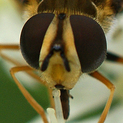 Syrphidae: Leucozona glaucia (female) (2)
