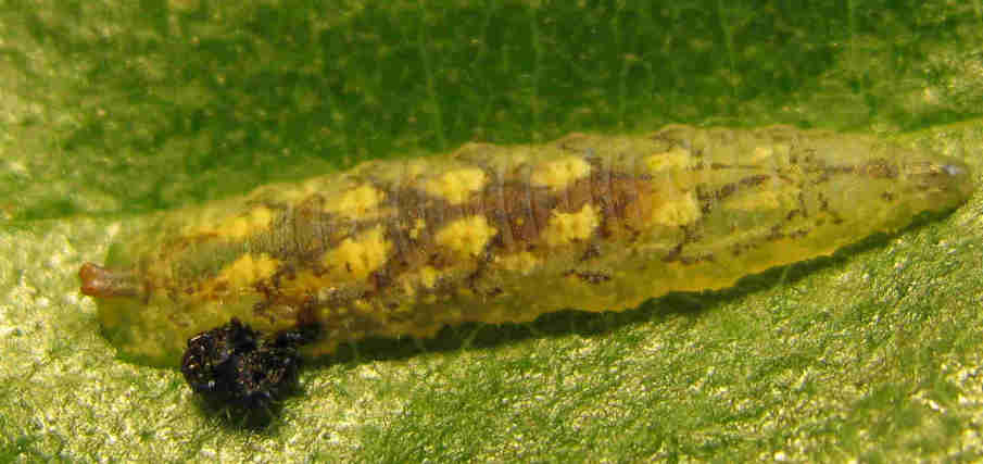 Syrphidae: Parasyrphus nigritarsis (larva) (1)