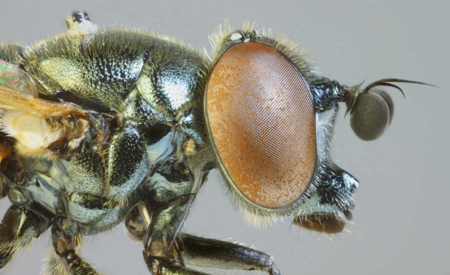 Syrphidae: Lejogaster metallina (male) (1)