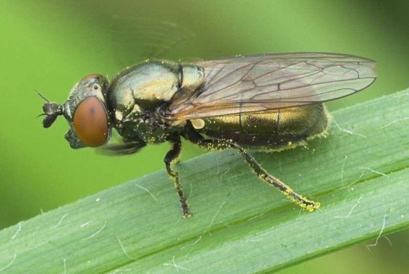 Syrphidae: Lejogaster metallina (female) (4)