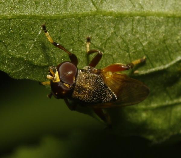 lepidomyia-par-01_mg_0370.jpg