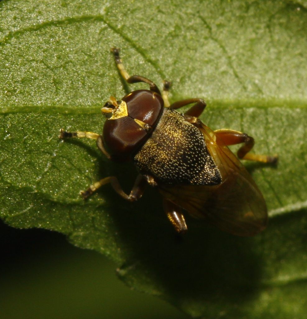 Syrphidae: Myolepta sp. (male) (2)