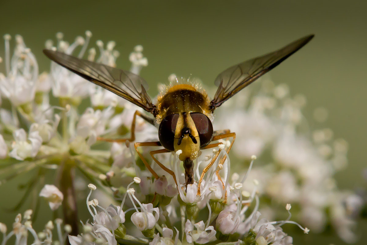 Syrphidae: Leucozona glaucia (female) (7)