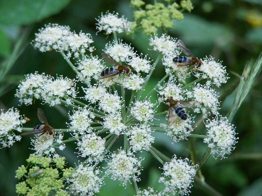 Syrphidae: Leucozona glaucia (female) (5)