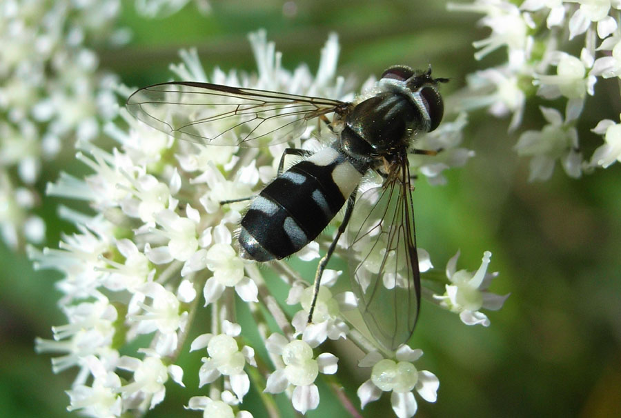 Syrphidae: Leucozona laternaria (female) (1)