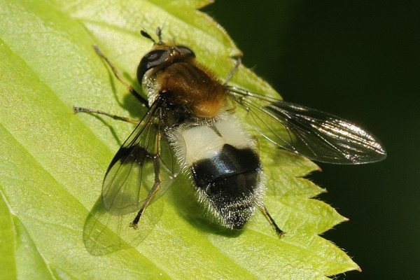 Syrphidae: Leucozona lucorum (female) (3)