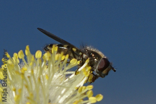Syrphidae: Melangyna lasiophthalma (male) (2)