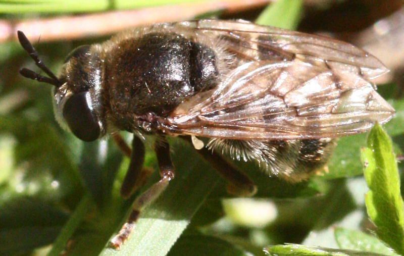 Syrphidae: Microdon analis (1)