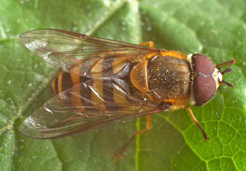 Syrphidae: Syrphus torvus (male) (3)