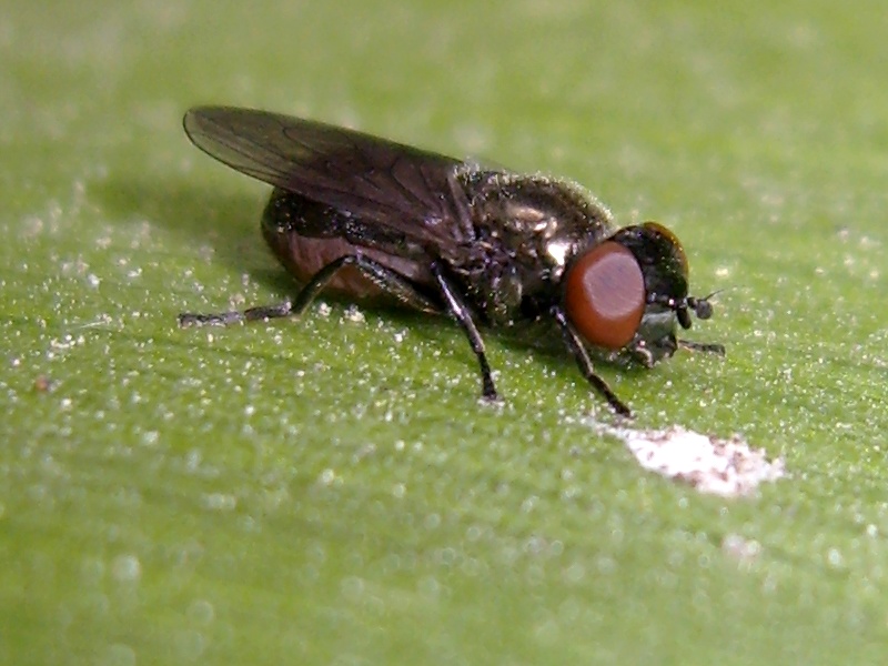 Syrphidae: Melanogaster cf. hirtella (female) (1)