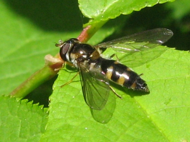 Syrphidae: Meligramma triangulifera (female) (1)
