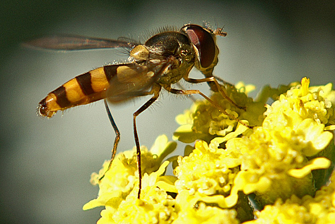 Syrphidae: Meliscaeva cinctella (male) (1)