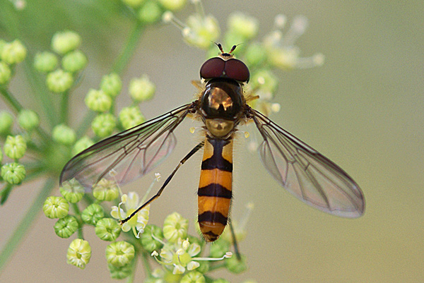 Syrphidae: Meliscaeva cinctella (male) (2)