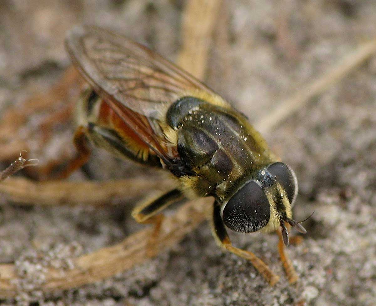 Syrphidae: Merodon avidus (female) (3)