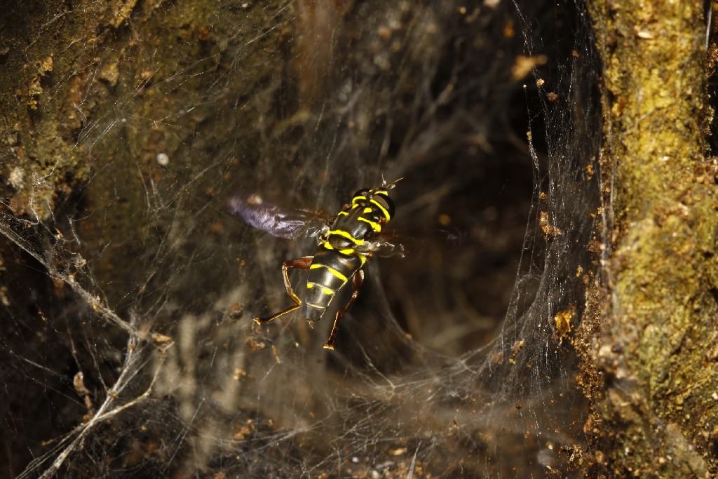 Syrphidae: Meromacrus laconicus (female) (1)