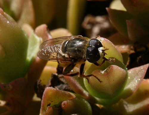 Syrphidae: Merodon cf. obscuritarsis (male) (2)