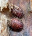 Microdon analis (pupae) (1)