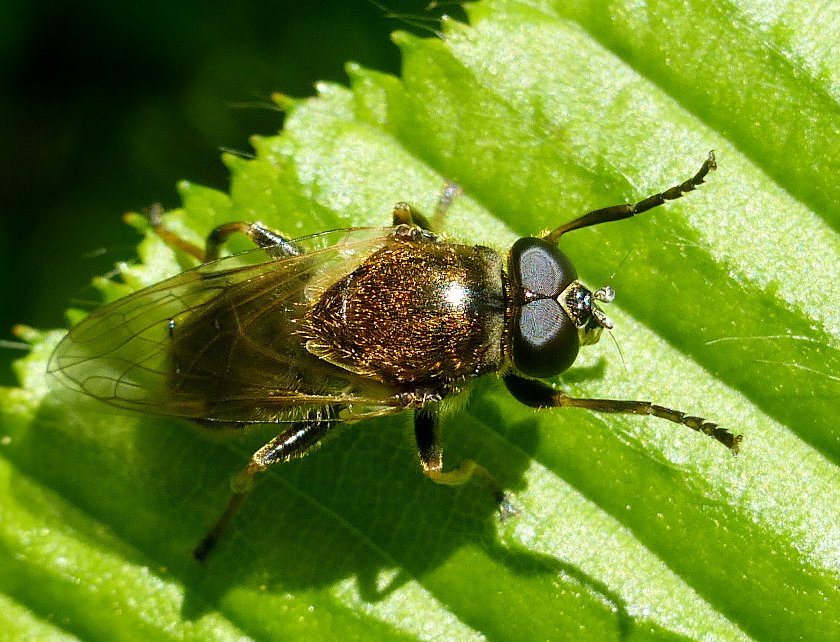 Syrphidae: Myolepta vara (male) (1)
