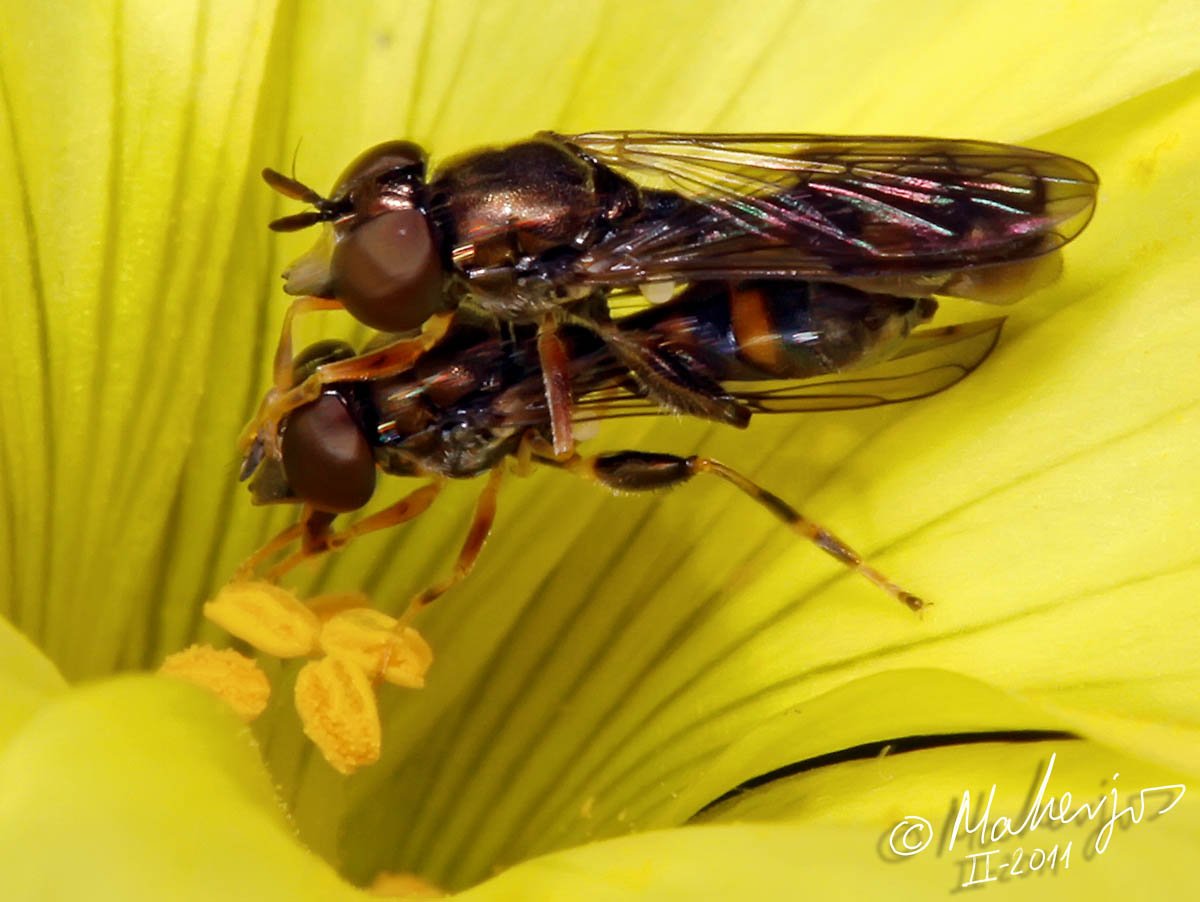 Syrphidae: Neoascia podagrica (courtship) (1)