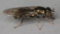Neoascia tenur (female) (1)