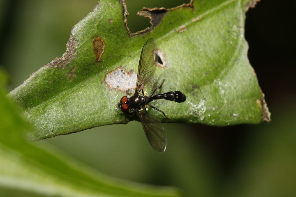 Syrphidae: Ocyptamus adspersus (male) (1)