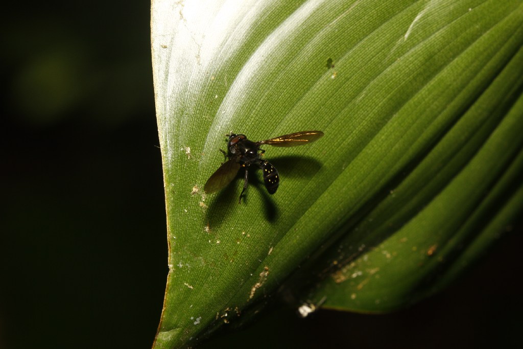 Syrphidae: Ocyptamus spec. nr adspersus (male) (1)