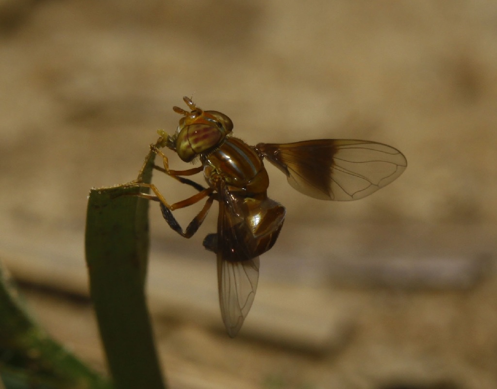 Syrphidae: Ocyptamus cf. flavipennis (male) (1)