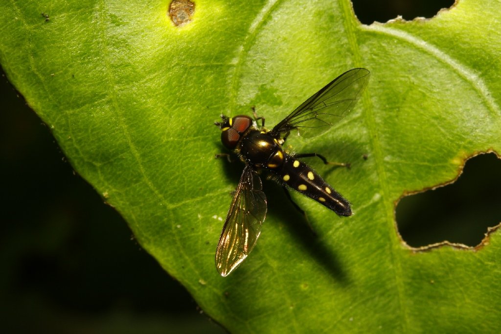 Syrphidae: Ocyptamus cf. gastrostactus (male) (1)