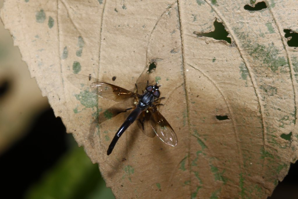 Syrphidae: Ocyptamus sp. nr peruvianus (female) (1)