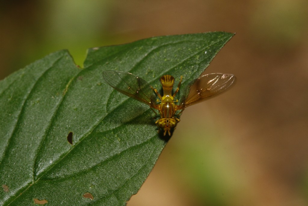 Syrphidae: Ocyptamus sp. 1 (female) (1)