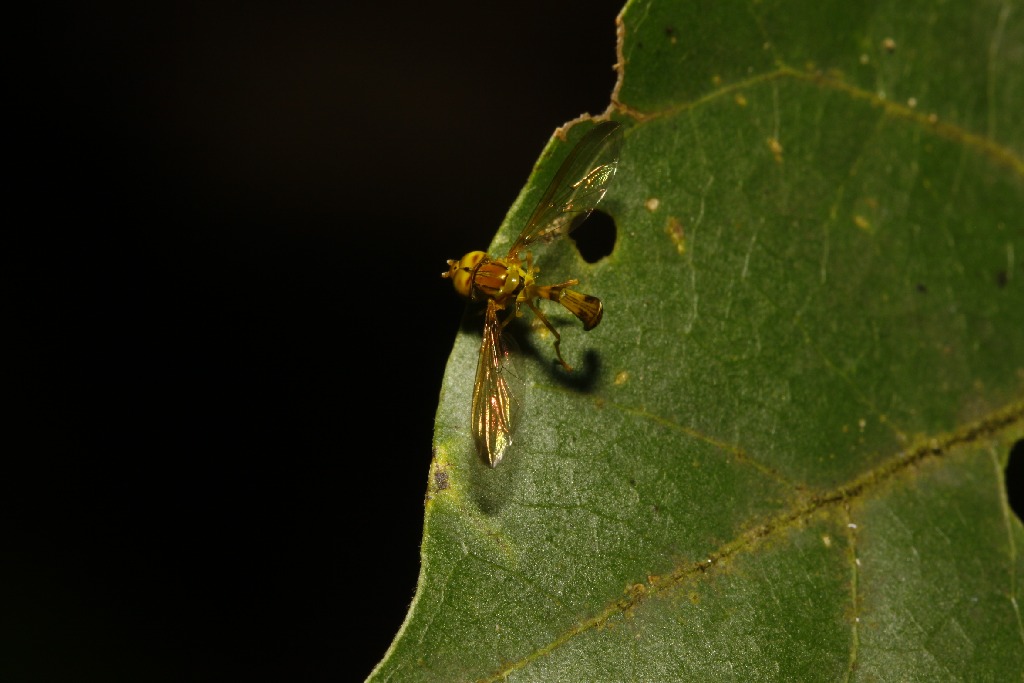 Syrphidae: Ocyptamus sp. 4 (male) (1)