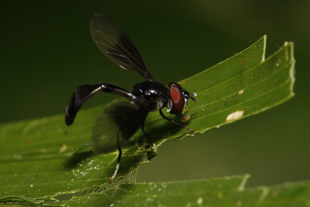 Syrphidae: Ocyptamus sp. 6 (male) (1)