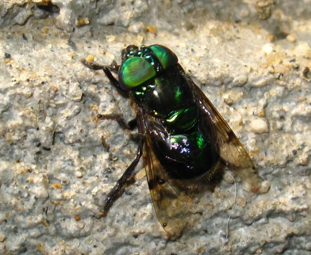 Syrphidae: Ornidia obesa (1)