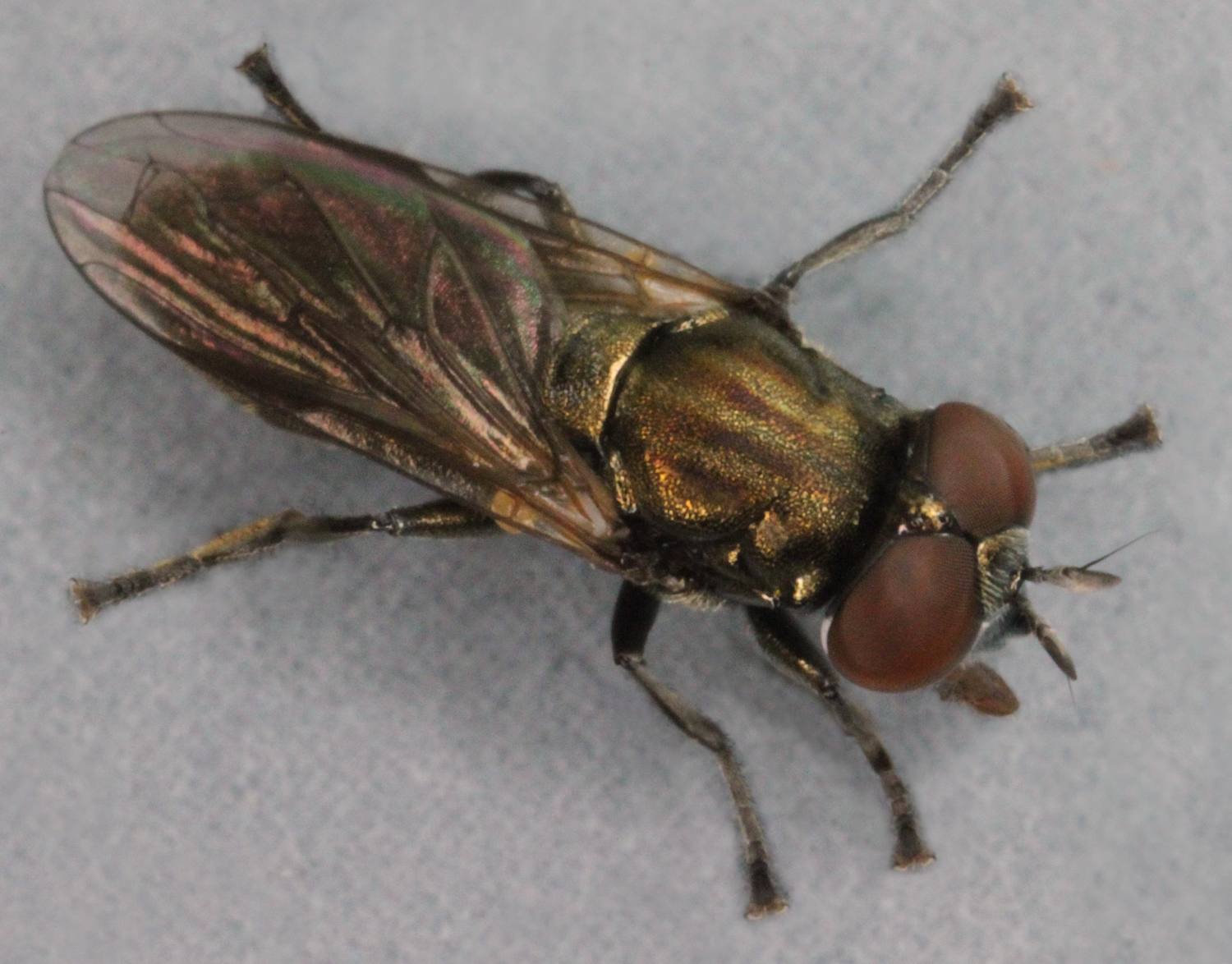 Syrphidae: Orthonevra nobilis (male) (1)