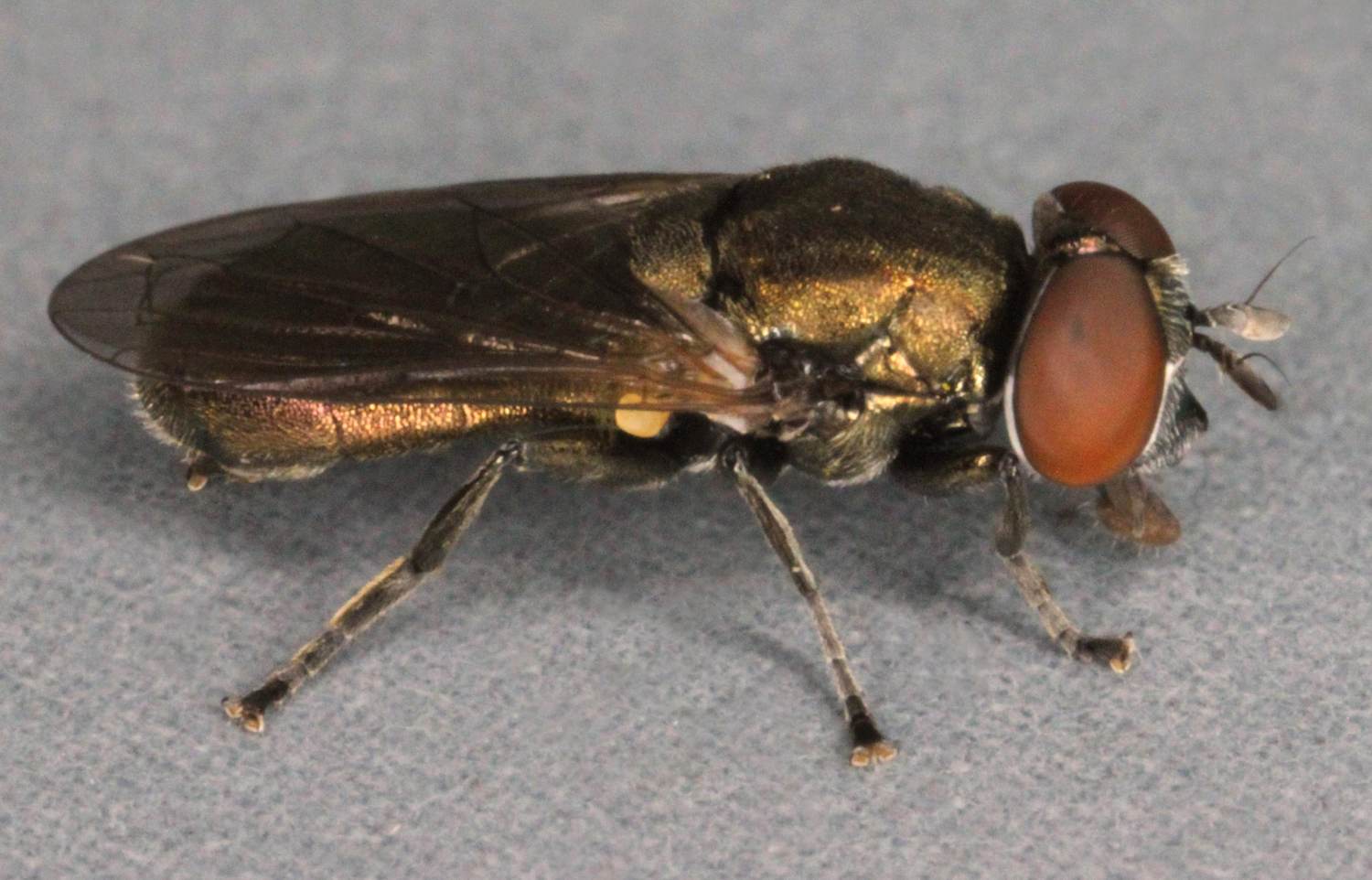 Syrphidae: Orthonevra nobilis (male) (2)