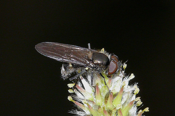 Syrphidae: Melangyna quadrimaculata (male) (1)