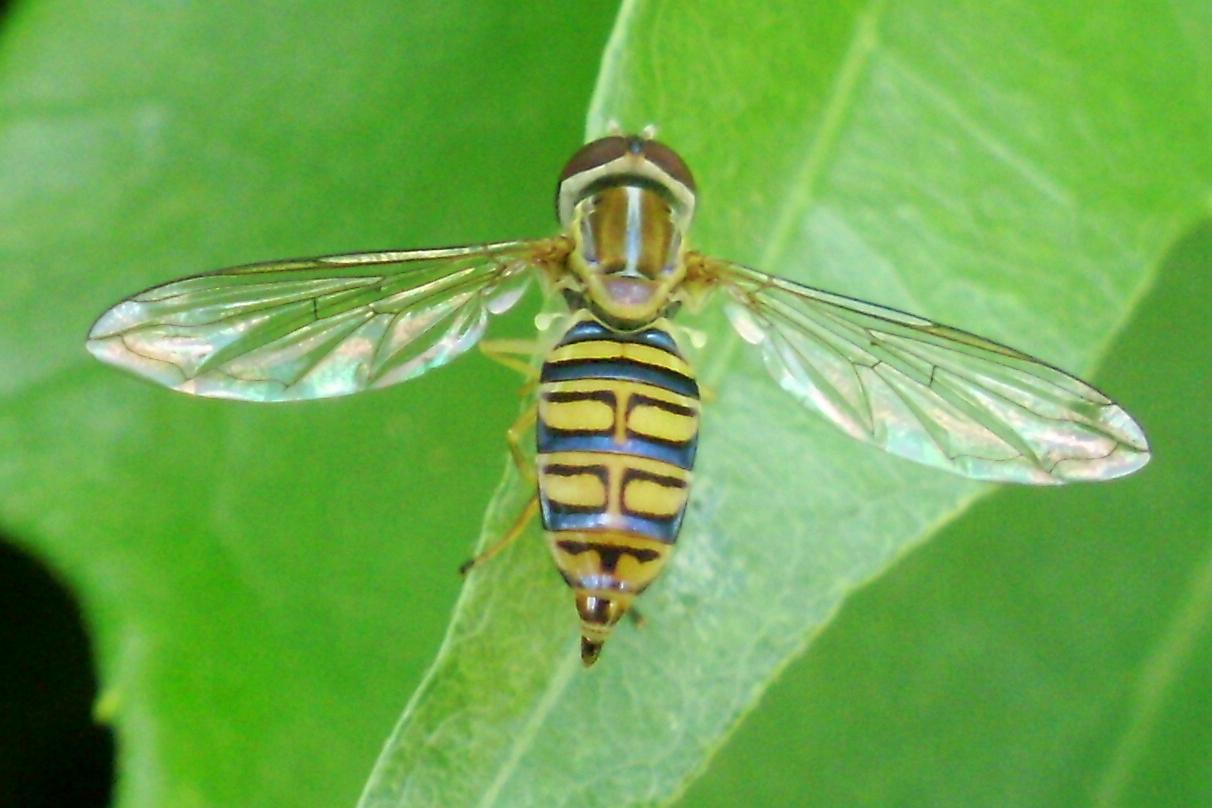 Syrphidae: Toxomerus sp. (female) (1)