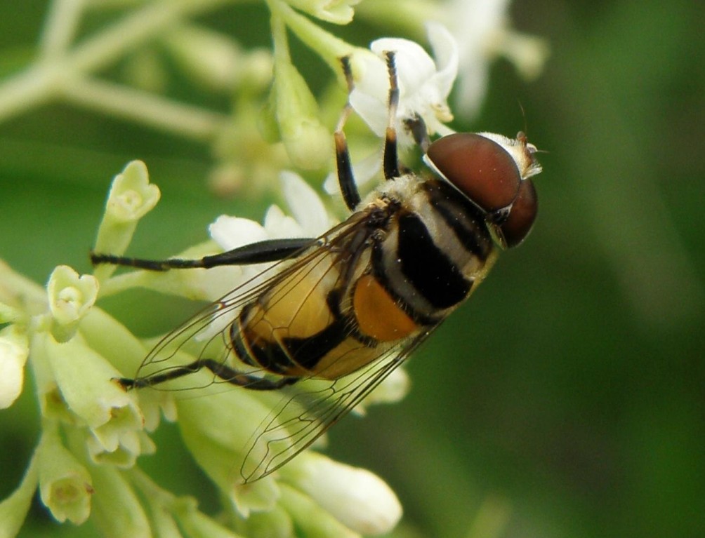 Syrphidae: Palpada sp. (male) (1)