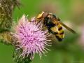 Volucella inanis (male) (5)