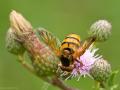Volucella inanis (male) (4)