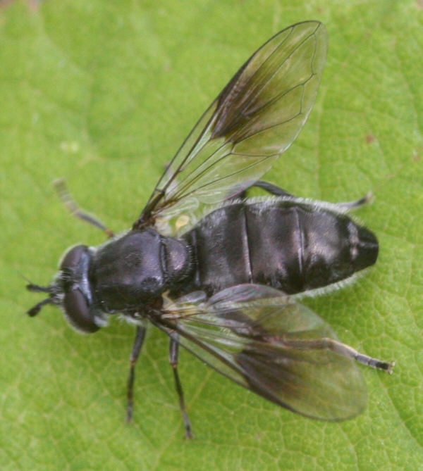 Syrphidae: Pipiza austriaca (female) (2)