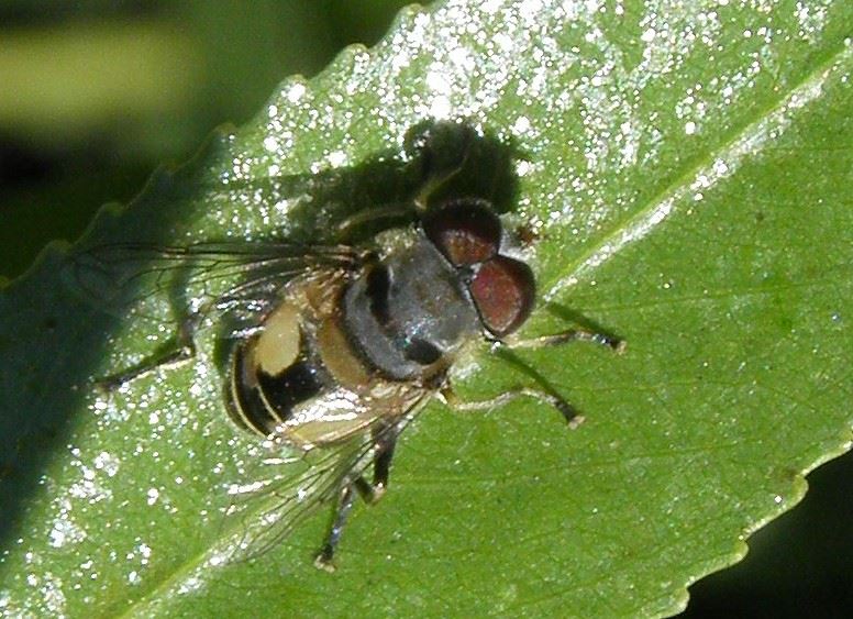 Syrphidae: Palpada alhambra (male) (1)
