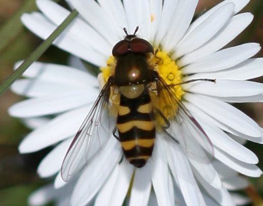 Syrphidae: Parasyrphus lineolus (male) (1)