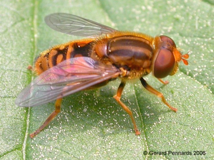 Syrphidae: Parhelophilus versicolor (male) (2)