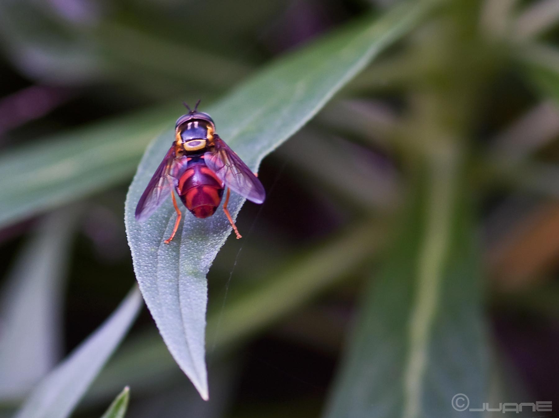 Syrphidae: Chrysotoxum triarcuatum (male) (2)