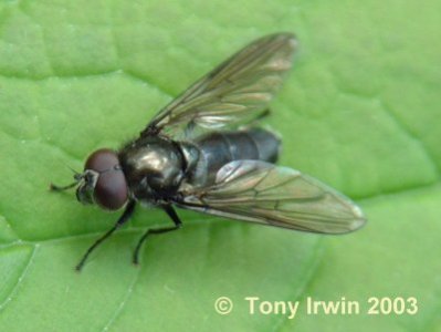 Syrphidae: Cheilosia variabilis (male) (1)