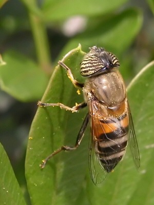 Syrphidae: Eristalinus taeniops (female) (1)
