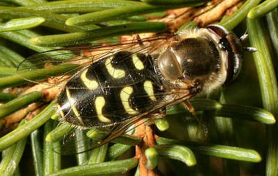 Syrphidae: Scaeva selenitica (female) (1)